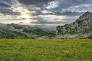 meadow, flowers, mountain-7215825.jpg