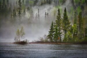 river, forest, fog-7212351.jpg